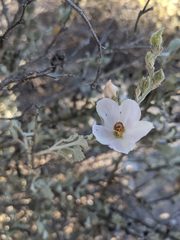 Malacothamnus gracilis