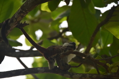 Saguinus oedipus