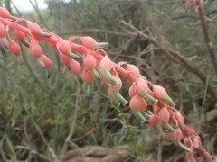 Gasteria disticha disticha
