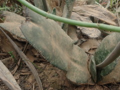 Gasteria disticha disticha