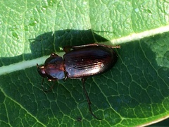 Calathus ingratus