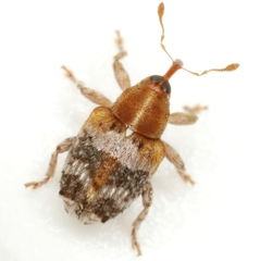 Lignyodes varius