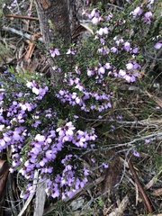 Tetratheca labillardierei
