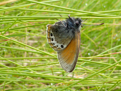 Coenonympha gardetta