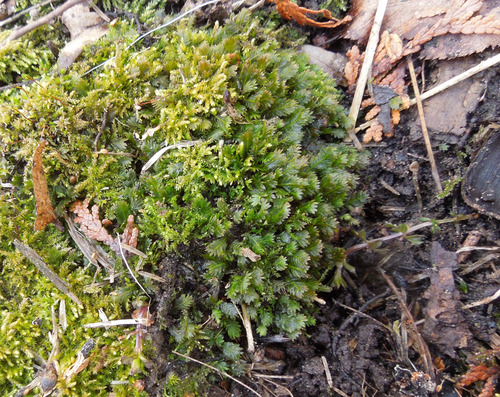 Rock Pocket-moss