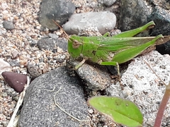 Acrididae