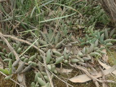 Tulista pumila