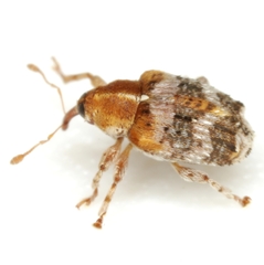 Lignyodes varius