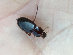 Calathus ingratus