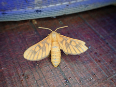 Rhipidarctia crameri