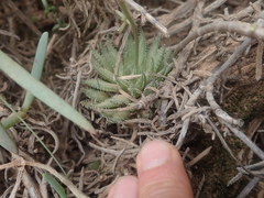 Haworthia herbacea