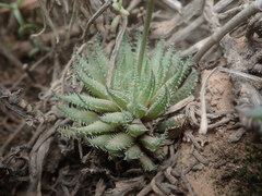 Haworthia herbacea