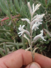 Haworthia herbacea