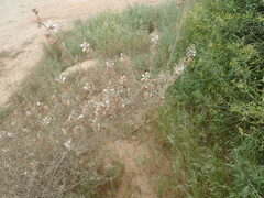 Anisodontea fruticosa