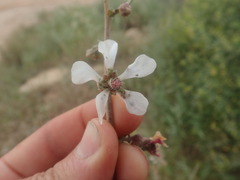 Anisodontea fruticosa