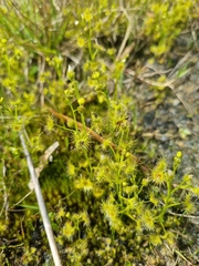 Drosera hookeri