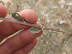 Anisodontea fruticosa