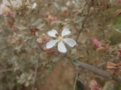 Anisodontea fruticosa
