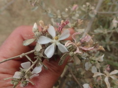 Anisodontea fruticosa