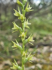 Prasophyllum pallidum