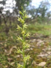 Prasophyllum pallidum