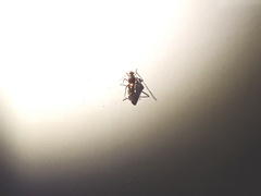 Sericophanes heidemanni