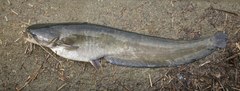 Silurus asotus