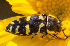 Acmaeodera convicta