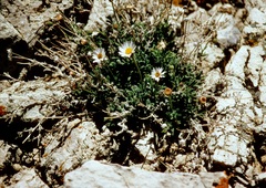 Erigeron allocotus