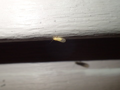 Cacopsylla annulata