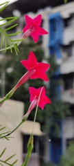 Ipomoea quamoclit