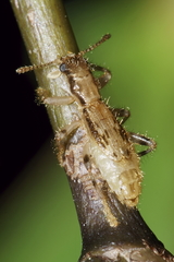 Lemidia aptera