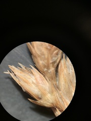 Carex xerantica
