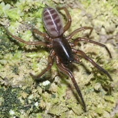 Ariadna septemcincta
