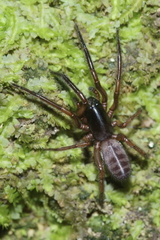 Ariadna septemcincta