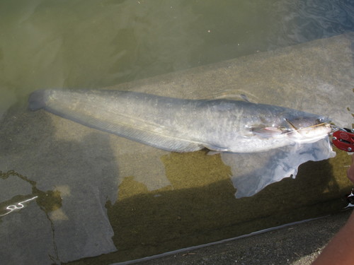 Amur Catfish