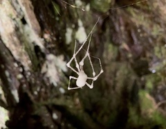 Engyodontium aranearum