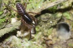 Ariadna septemcincta