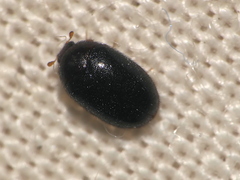 Orphinus fulvipes