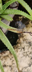 Brachythemis contaminata