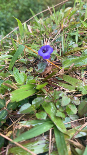 Torenia concolor, 2021-10-07