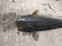 Silurus asotus