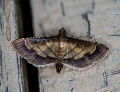 Cnaphalocrocis trebiusalis
