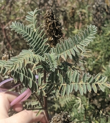 Astragalus pycnostachyus