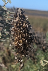 Astragalus pycnostachyus
