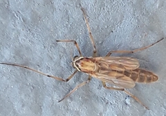 Pterygota