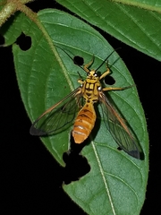 Isanthrene felderi