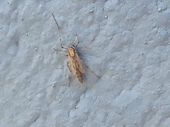 Pterygota