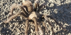 Aphonopelma johnnycashi