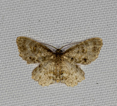 Dischidesia